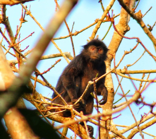 Discover White-haired Langur