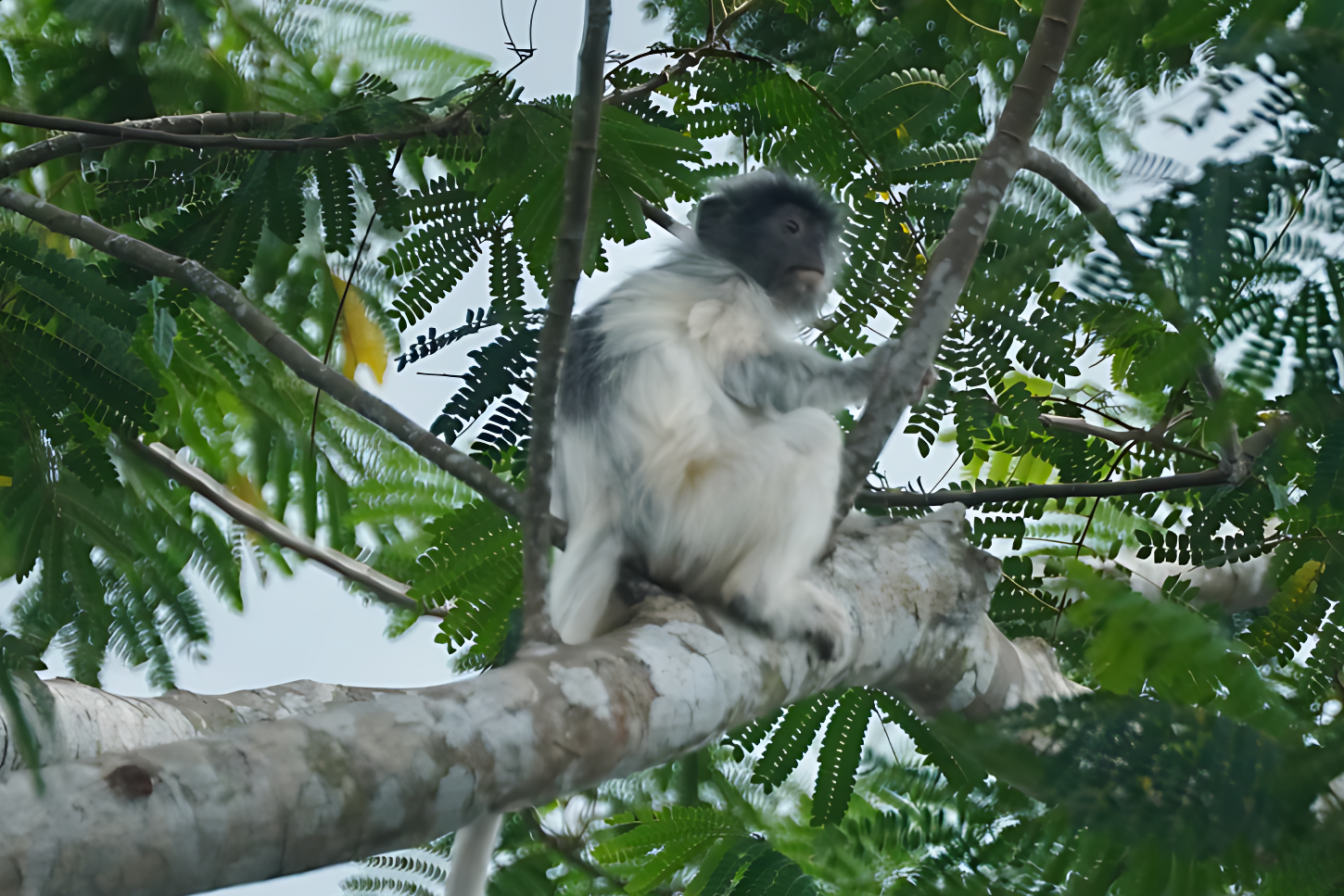 Discover White-haired Langur